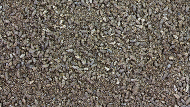 A large amount of bat guano lying on the ground