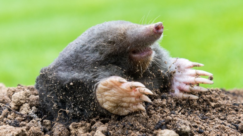 Mole in garden