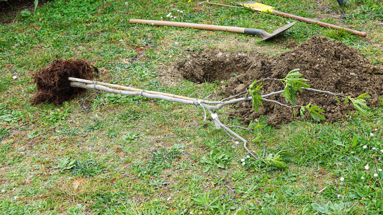 A small uprooted tree in a backyard