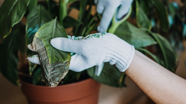 Hand holding sunburnt plant leaf