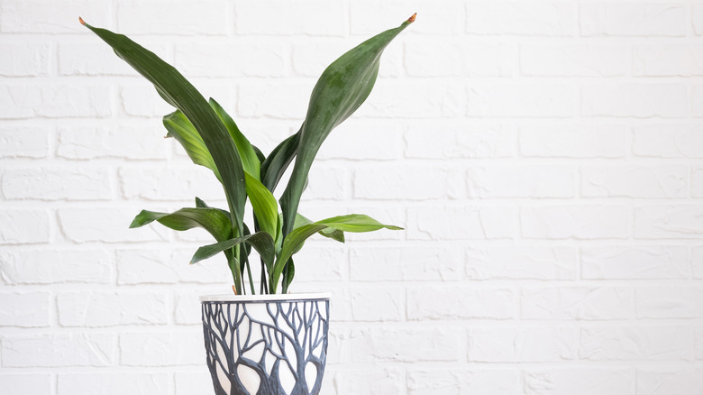 A cast iron plant in a decorative pot in a room with white brick walls