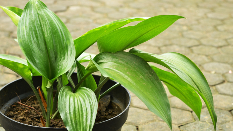A small cast iron plant Aspidistra elatior