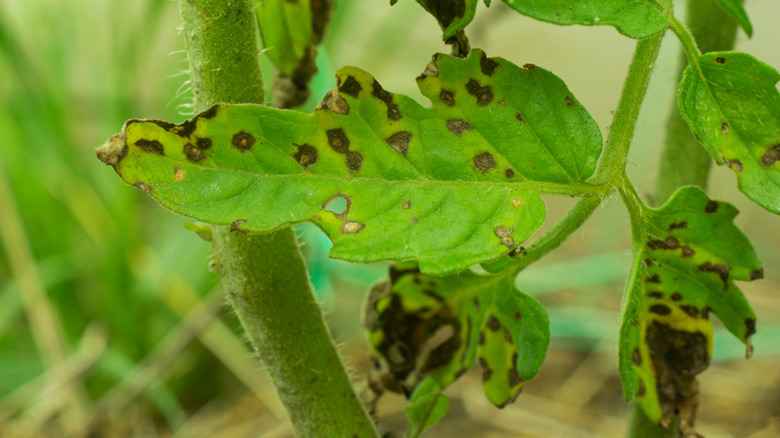 Tomato leaves affected by Septoria leaf spot