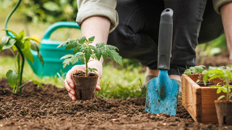 A gardener planting a young tomato plant in their garden