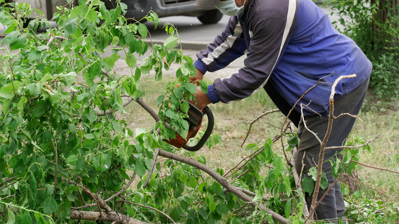 Person pruning broken tree branches