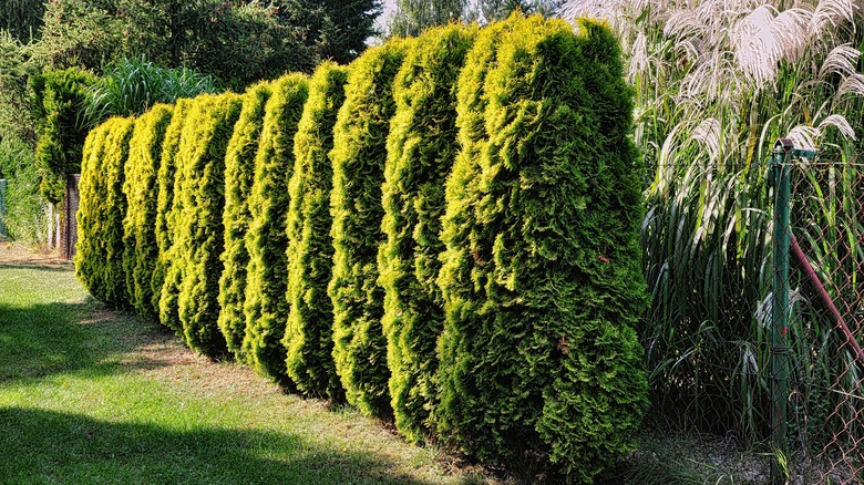 Tall hedges in a row