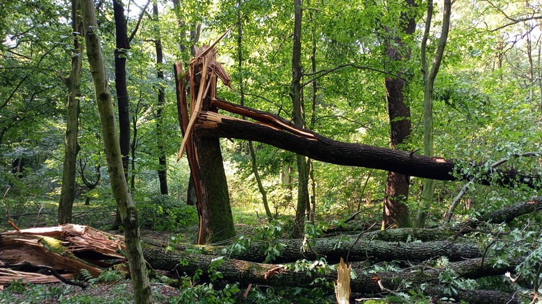 Broken tree trunks in forest
