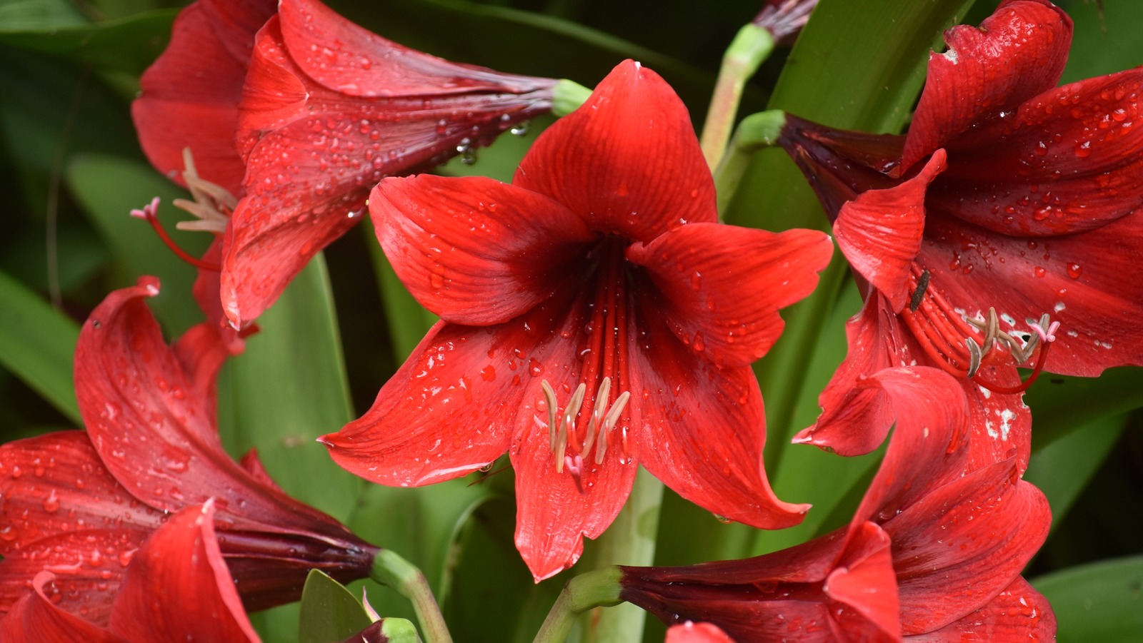 How To Save Your Amaryllis Bulbs For More Blooms Next Season