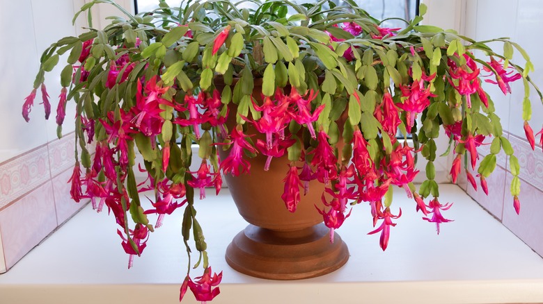 Christmas Cactus placed near window 