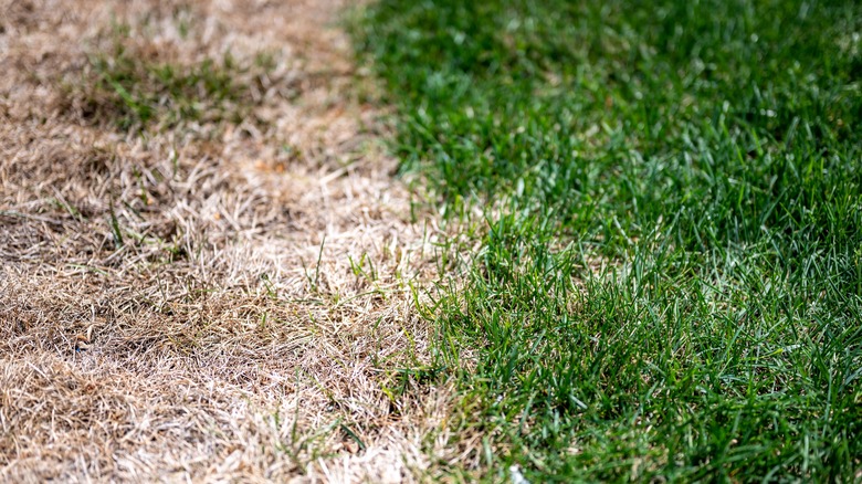 Healthy lawn beside brown grass