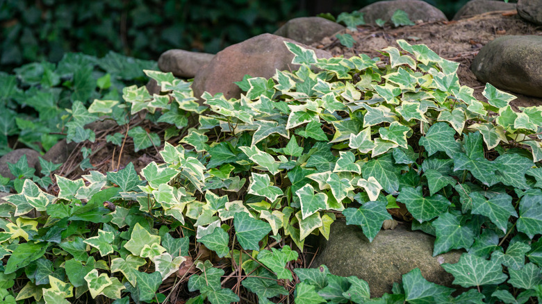 Healthy English ivy growing