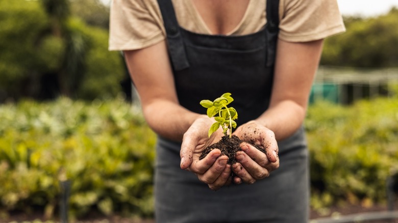 Woman holding seedling outdoors 