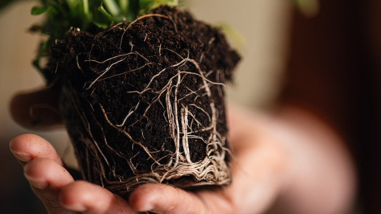 A hand holding plant's exposed root ball in soil
