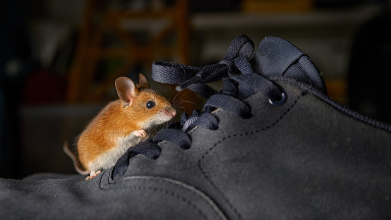 A small mouse climbing a black boot in a garage