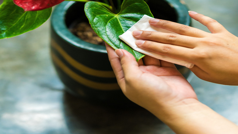 A person gently wiping the leaf of a red Anthurium plant with a tissue indoors.