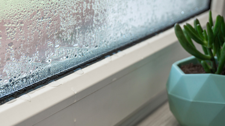 Close-up of condensation on PVC window, white plastic window, houseplant on the background, selective focus. Indoor plants and humidity concept.