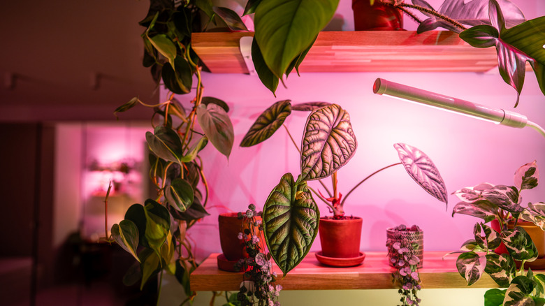 Indoor plants under phytolamps on wooden shelf at home