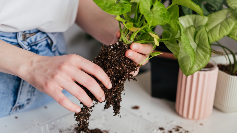 hands repotting green syngonium houseplant