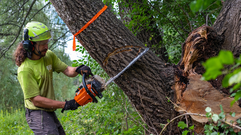 person using chainsaw on tree