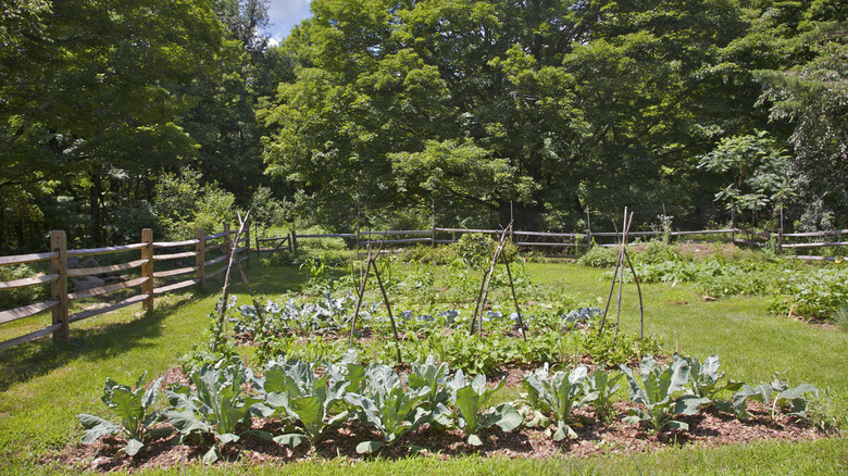A large vegetable garden with a low split-rail fence