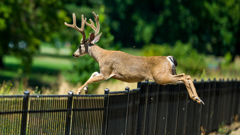 A deer with antlers jumping a black, iron fence