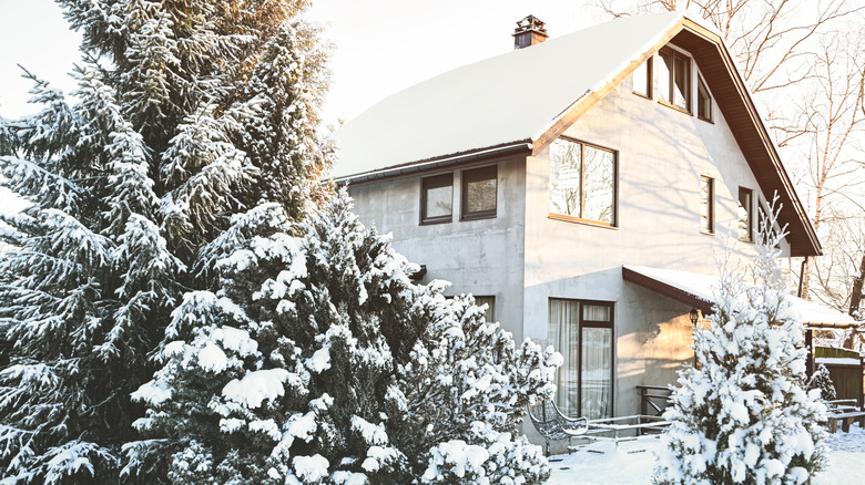 A home and large fir tree are covered in snow