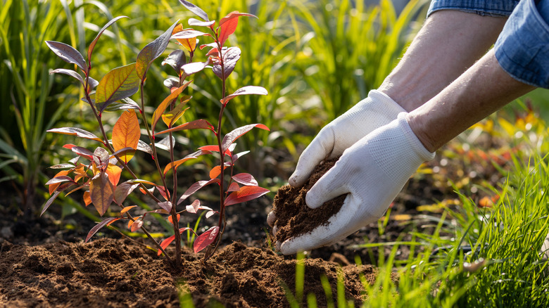 Person's gloved hands mulching around plant