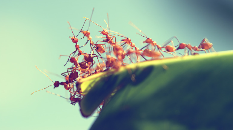 Fire ants cluster on a banana leaf