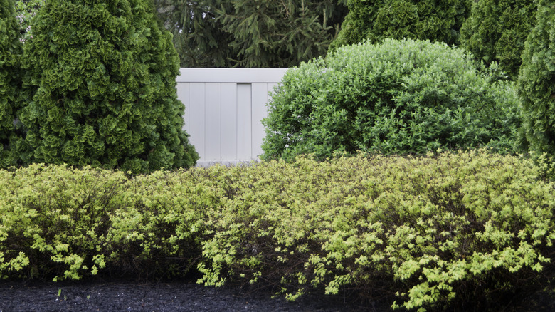 A backyard fence with dense shrubbery planted in front of it.