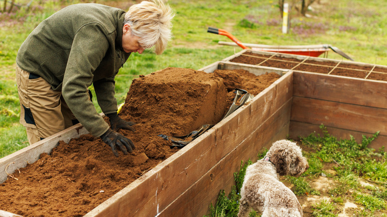 Woman spreading planting medium in a raised bed as dog stands by.