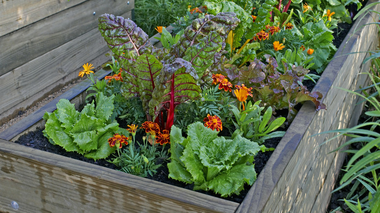 A raised bed planted densely with vegetables and marigolds