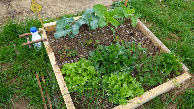 Square-foot garden with a crop of vegetable sin each square.