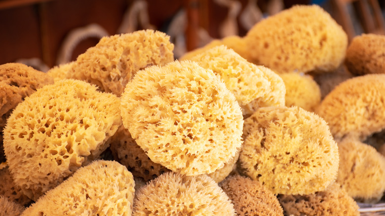 Natural sea sponges