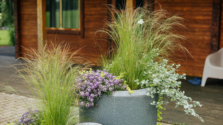 Greeen grasses and flowers growing in a blue planter outdoors.