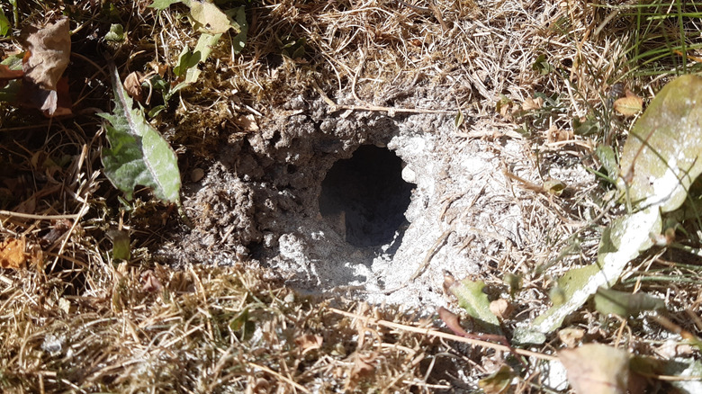 A wasp nest hole in the ground created by yellowjackets