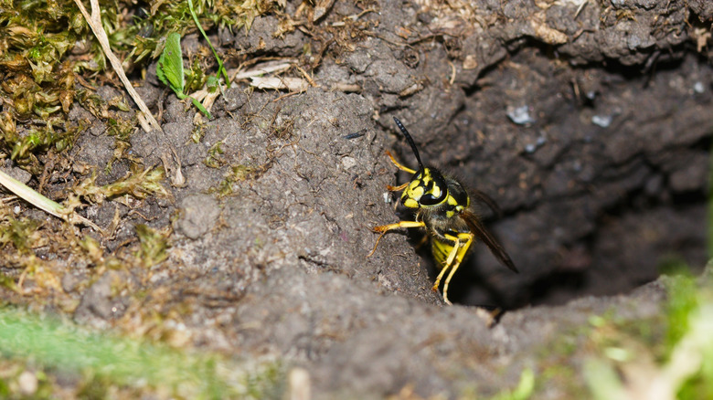 A yellowjacket in a ground nest hole