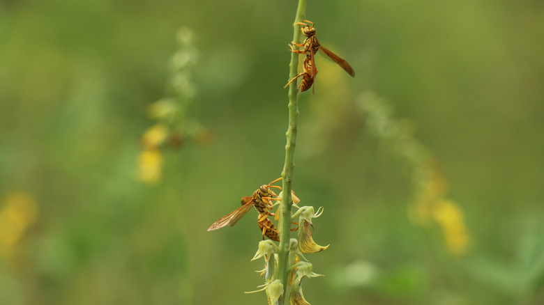 Yellowjackets on a plant stem in a yard
