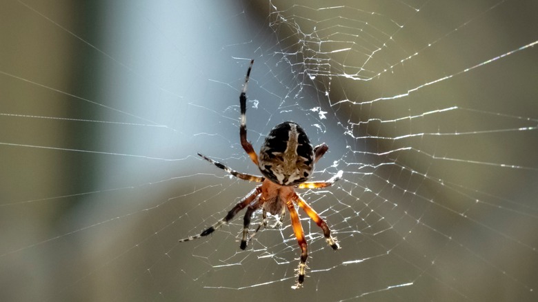 House spider in a web