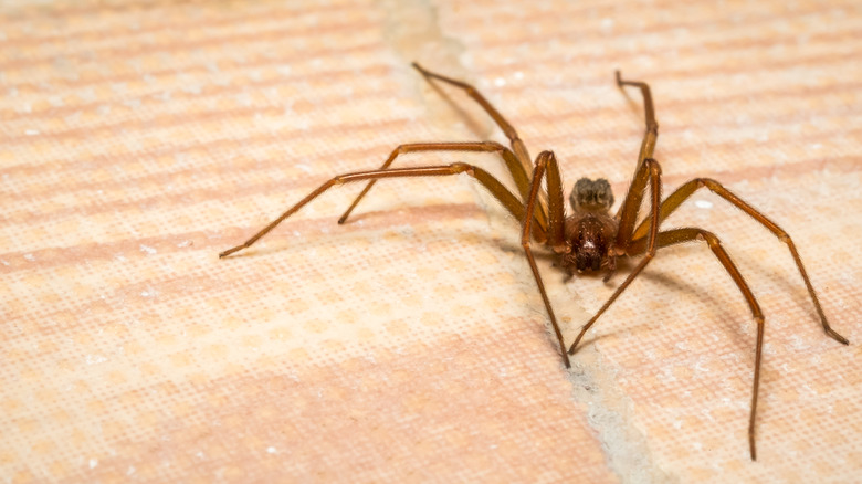 Brown recluse spider on floor