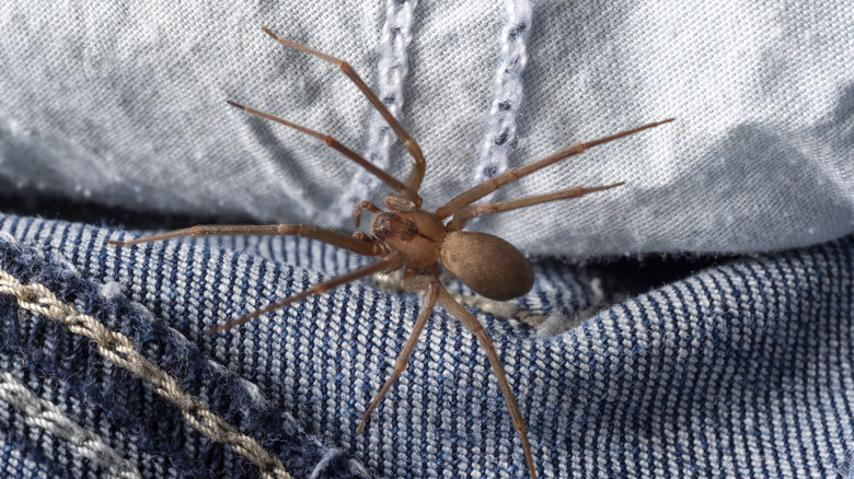 Brown recluse spider on jeans
