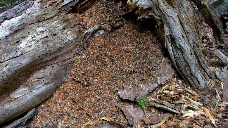 A close-up of an anthill made of earth, needles, and twigs in a dead tree