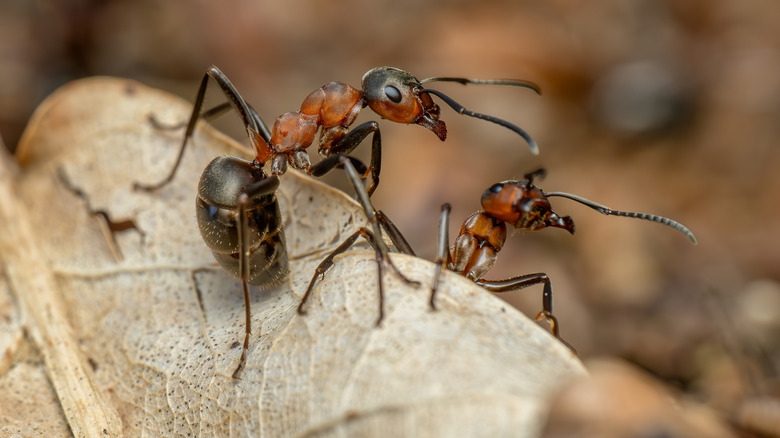 Two formica thatching ants or field ants on a dried brown leaf