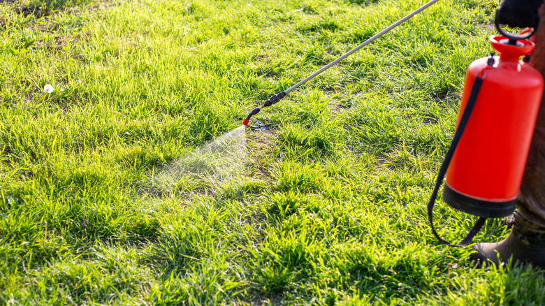 Spraying insecticide on grass to kill field ants