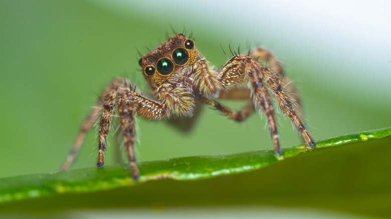 A brown jumping spider on a leaf