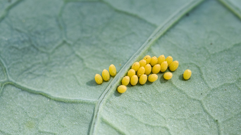 Butterfly eggs on cabbage leaf