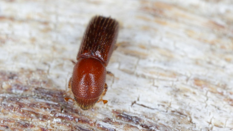 close up of Xyleborus monographus