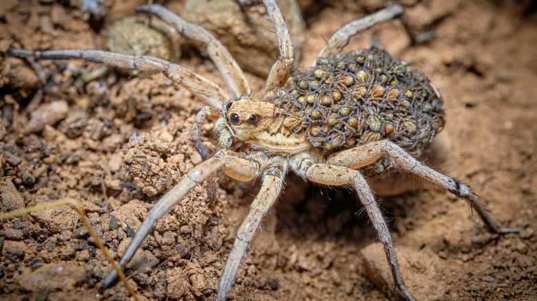 Close-up of a wolf spider