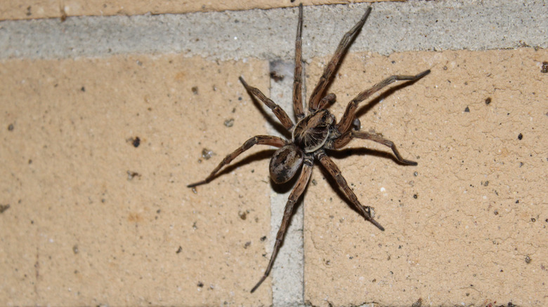 Spider on brick wall