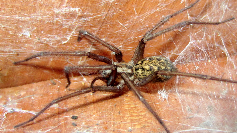 Close-up of a hobo spider