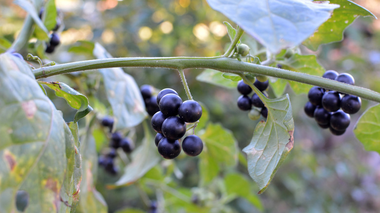 Black nightshade plant with berries